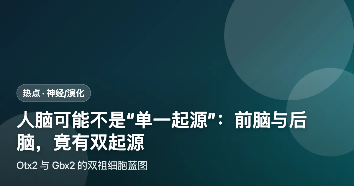 人脑可能不是"单一器官":前脑与后脑,竟有双起源