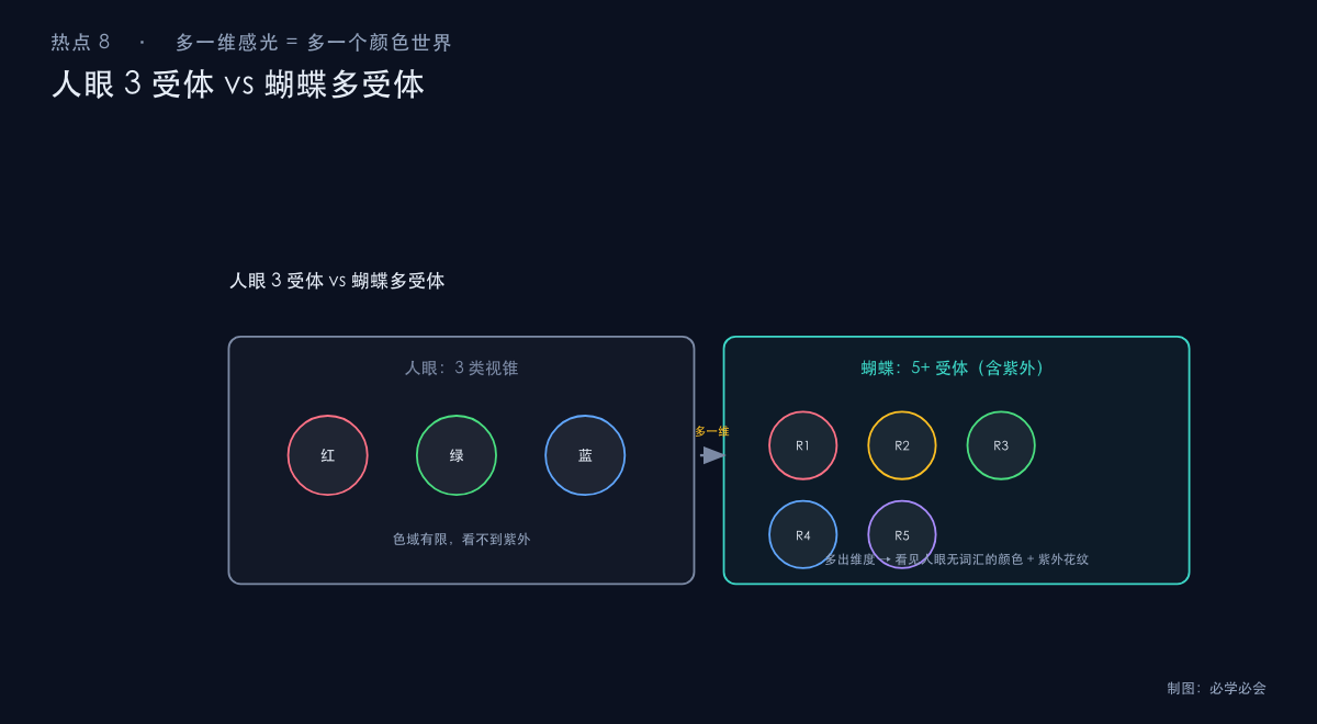人眼三受体与蝴蝶多受体对比
