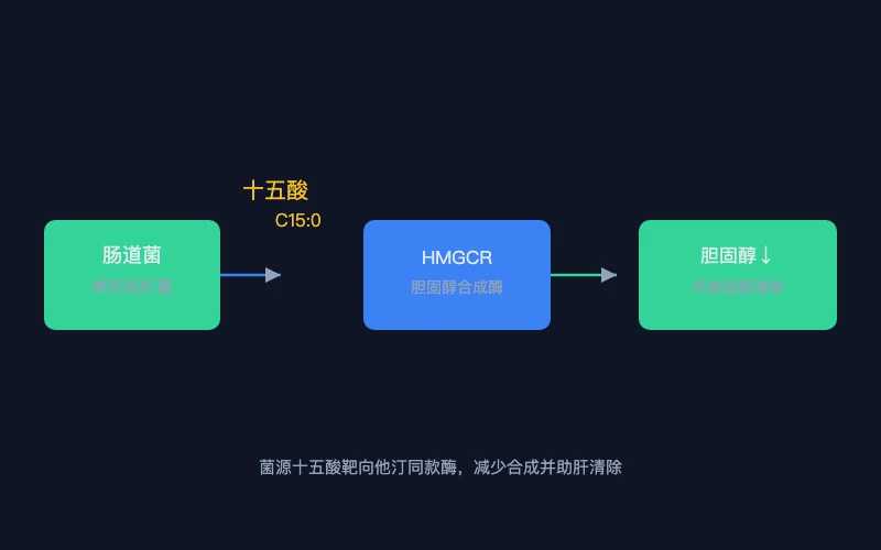 图1：单形拟杆菌产出十五酸、作用于 HMGCR 并协助清除 LDL 的示意