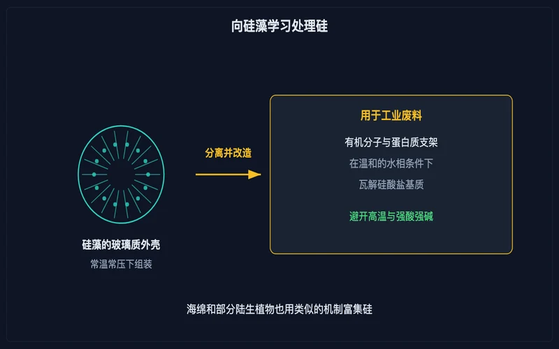 图示：生物硅化机制示意：硅藻在常温常压下组装二氧化硅外壳