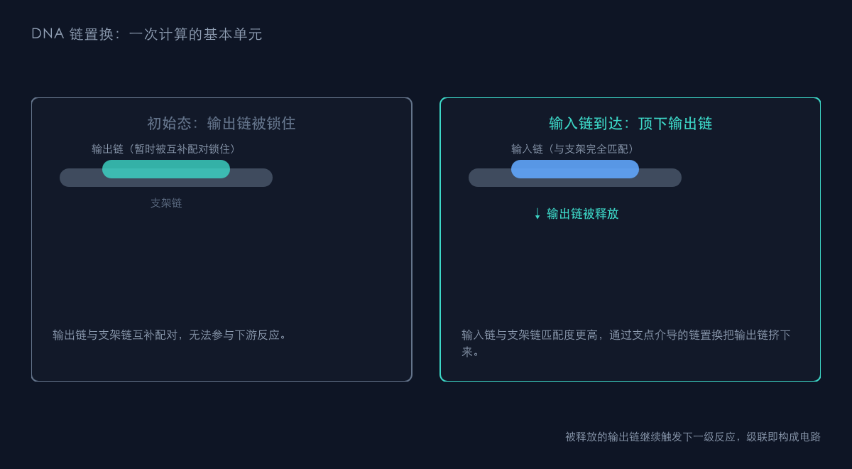 图1：DNA 链置换计算原理