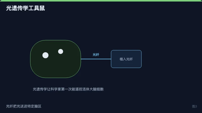 光遗传学工具小鼠示意