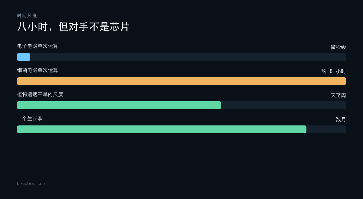 八小时在电子尺度上很慢，在生长季尺度上并不慢