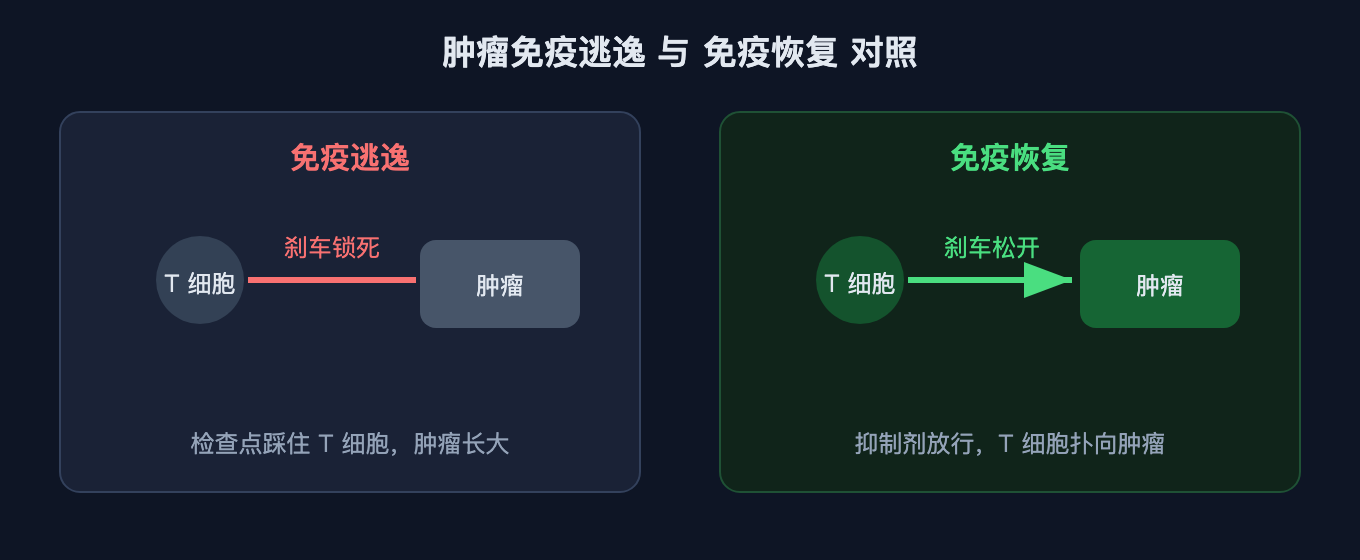 肿瘤免疫逃逸与免疫恢复对照
