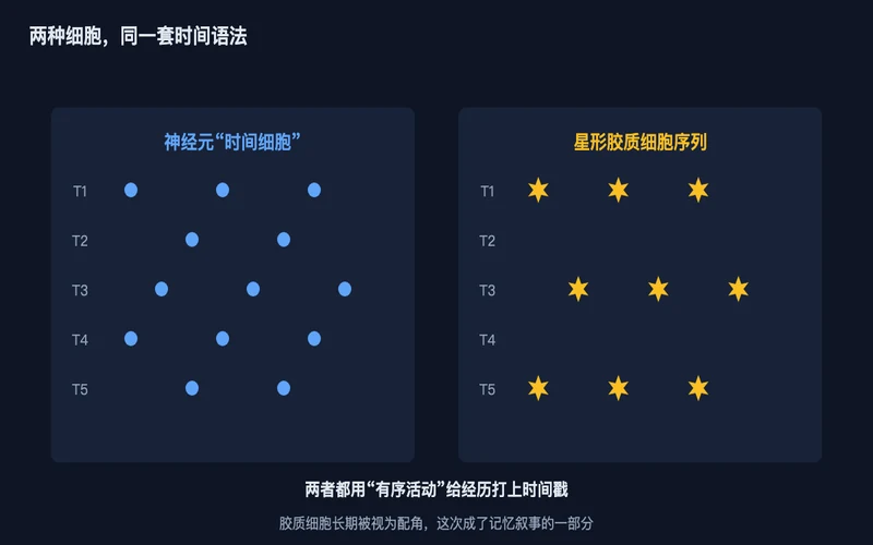图2:神经元“时间细胞”(左)与星形胶质细胞序列(右)用同一套有序时间语法编码经历