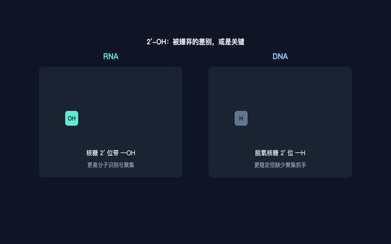 图1：RNA 与 DNA 的 2′-OH 差别