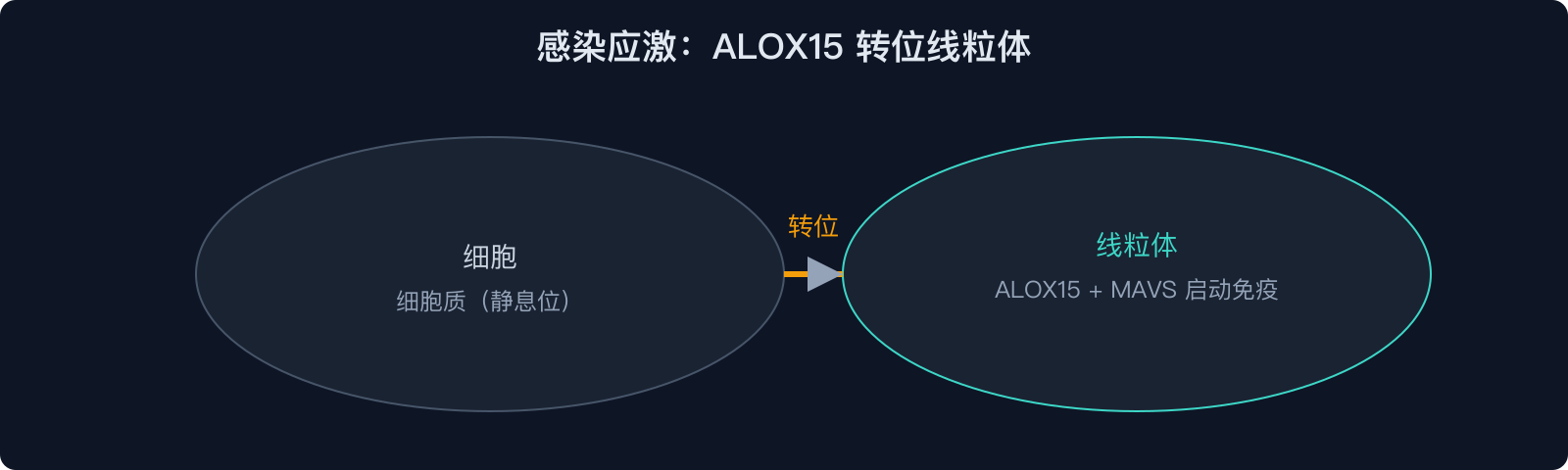 感染应激：ALOX15 转位线粒体
