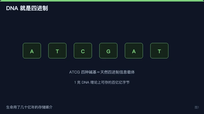 图1:DNA 碱基序列对应二进制比特,作为信息载体