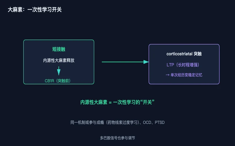 图2：短接触→内源性大麻素释放→作用于突触前 CB1R→ corticostriatal 突触 LTP → 单次经历变稳定记忆