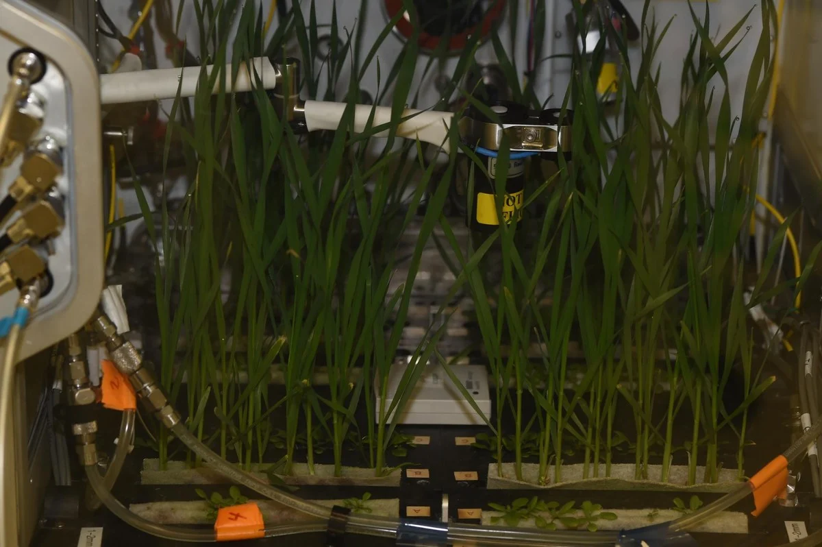 肯尼迪航天中心的高级植物培养箱原型进行首次植物生长测试
