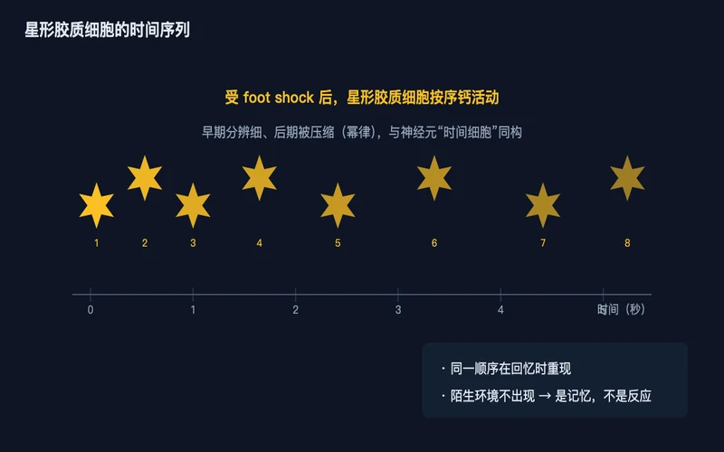 图1:受 foot shock 后,星形胶质细胞按时间顺序出现钙活动,早期分辨细、后期被压缩