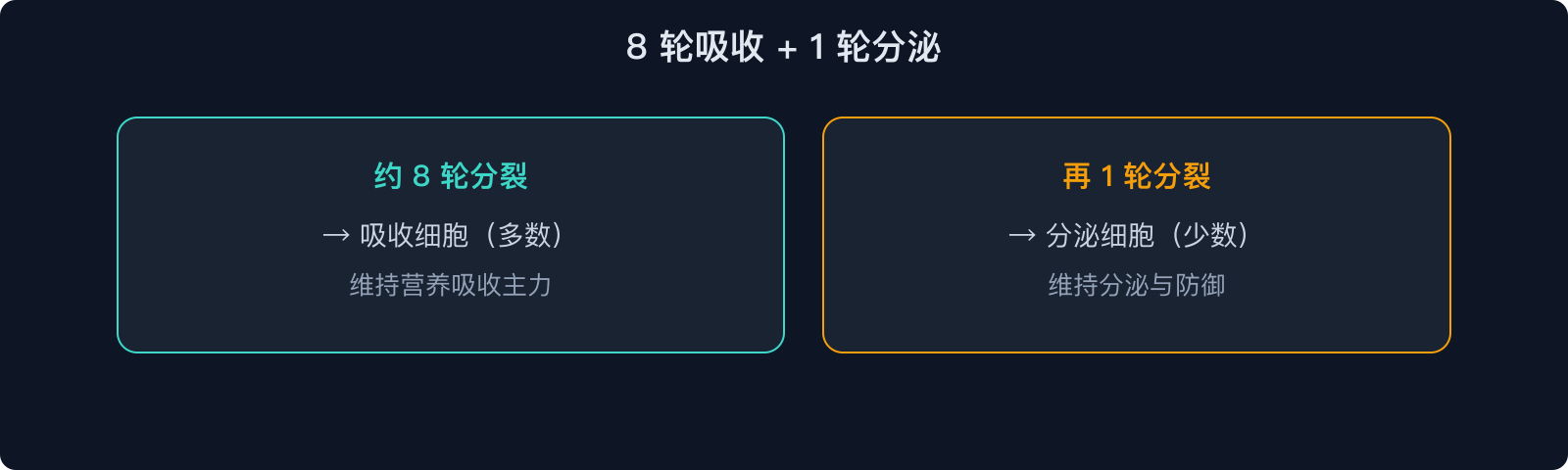 8 轮吸收 + 1 轮分泌