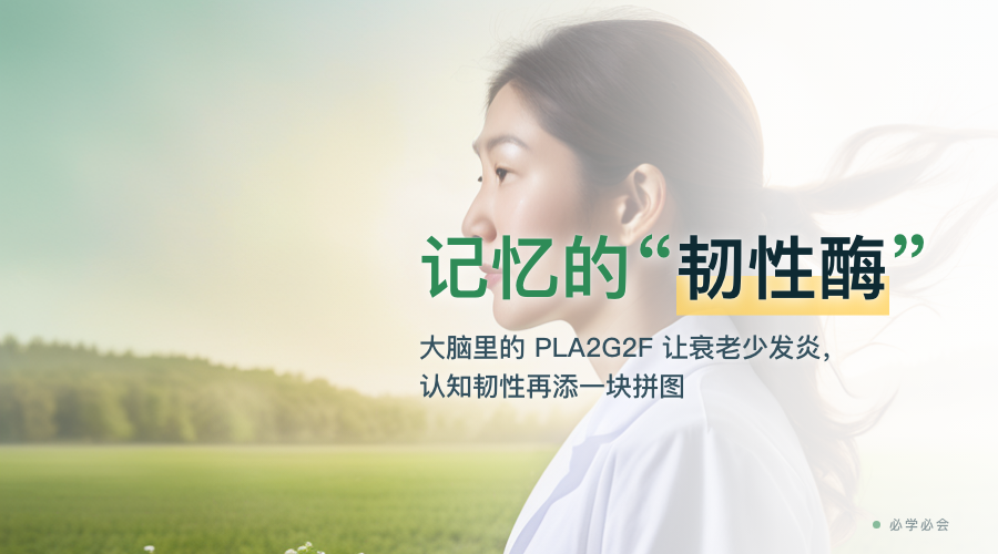 记忆的"韧性酶":大脑里的 PLA2G2F 让衰老少发炎