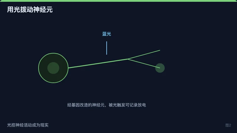 图2:蓝光照射经基因改造的神经元,触发可记录的电活动