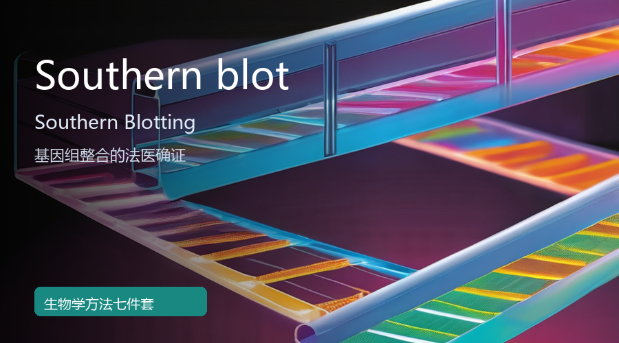 Southern blot:基因组整合的“法医”确证