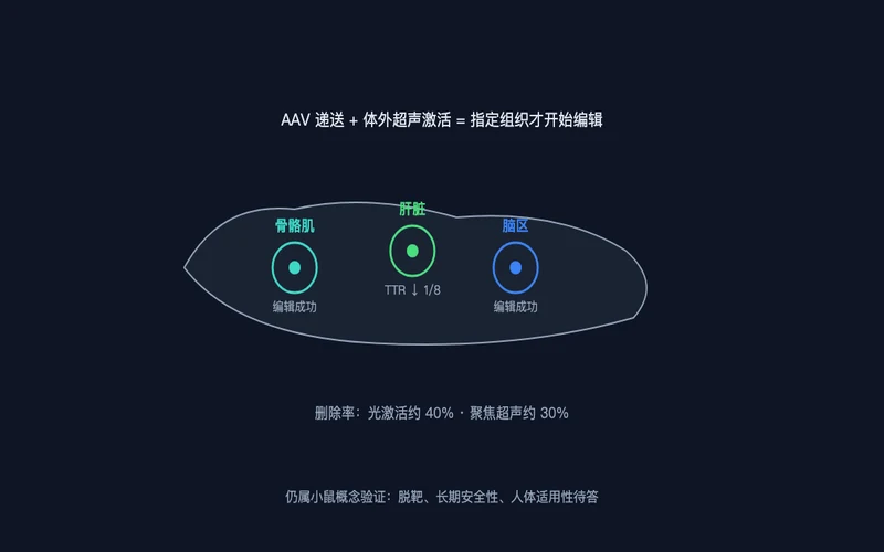 图3：小鼠骨骼肌、肝脏、脑区的靶向编辑结果