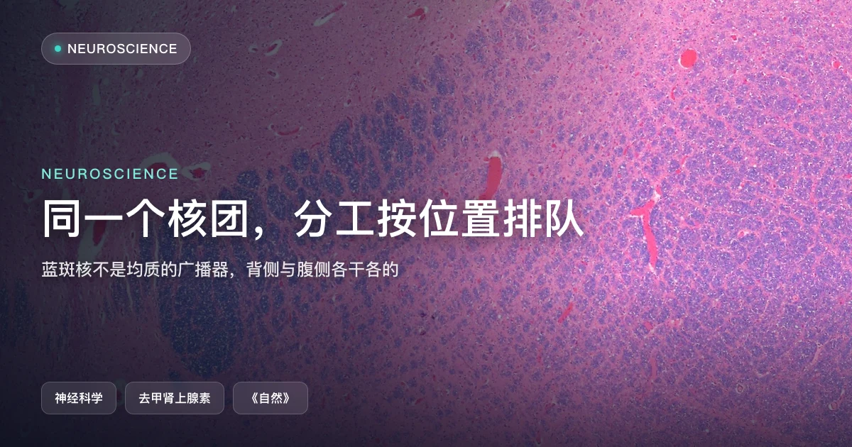 同一个核团里的神经元,分工按位置排队