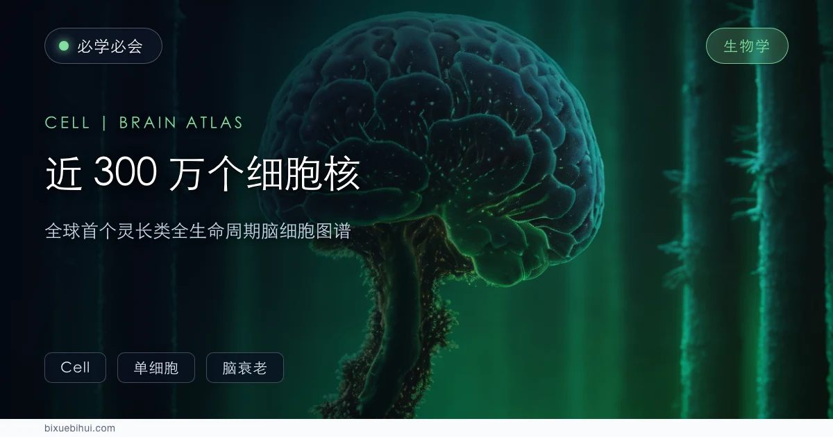 近 300 万个细胞核:全球首个灵长类全生命周期脑细胞图谱出炉