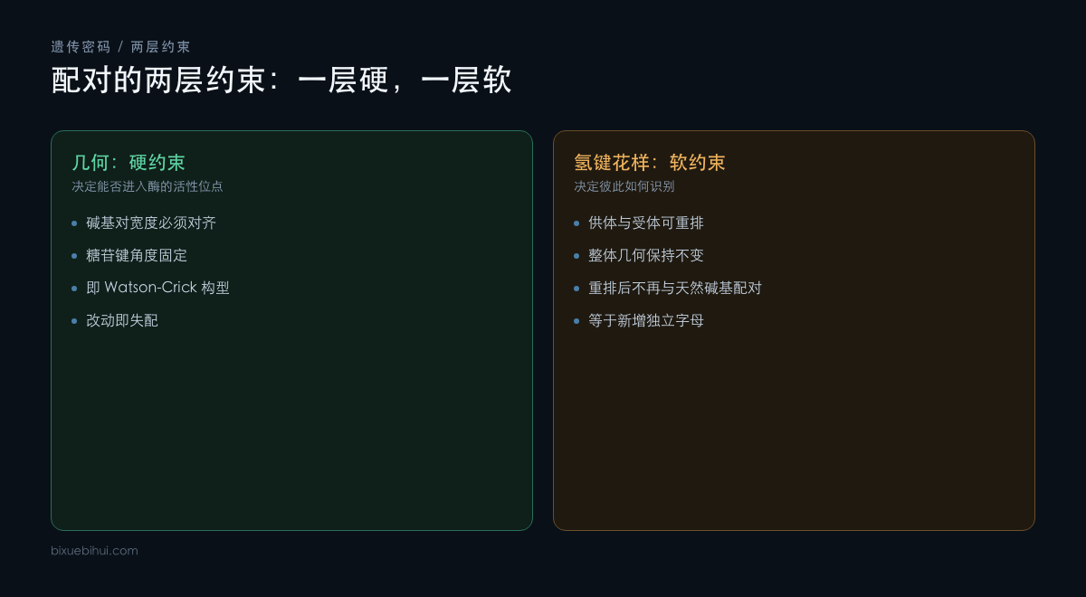 碱基配对的两层约束：几何不可动，氢键花样可重排