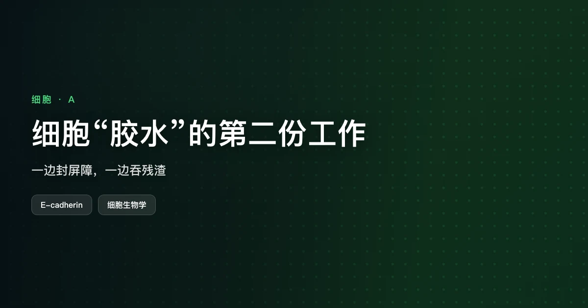 细胞“胶水”的第二份工作：一边封屏障，一边吞残渣