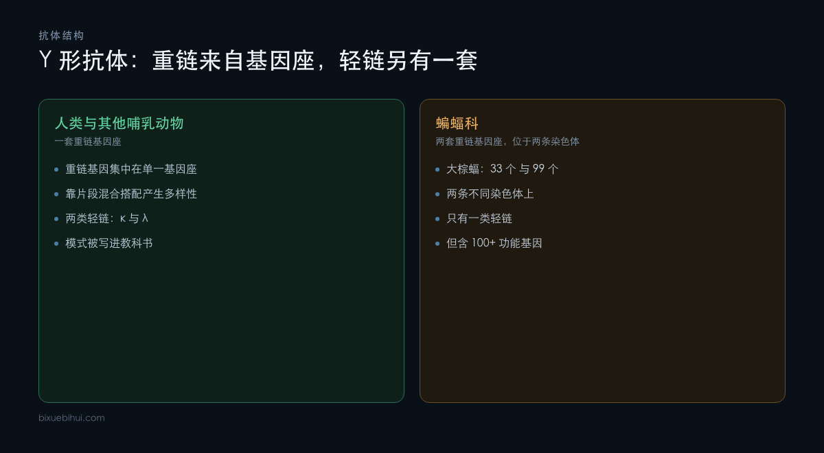 蝙蝠与其他哺乳动物在抗体重链基因座上的差别