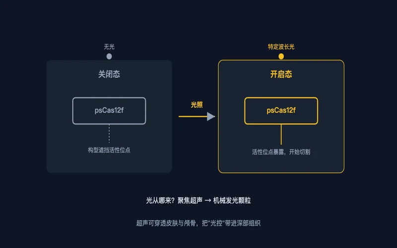 图2：psCas12f 的光开关原理——无光关闭，光照开启