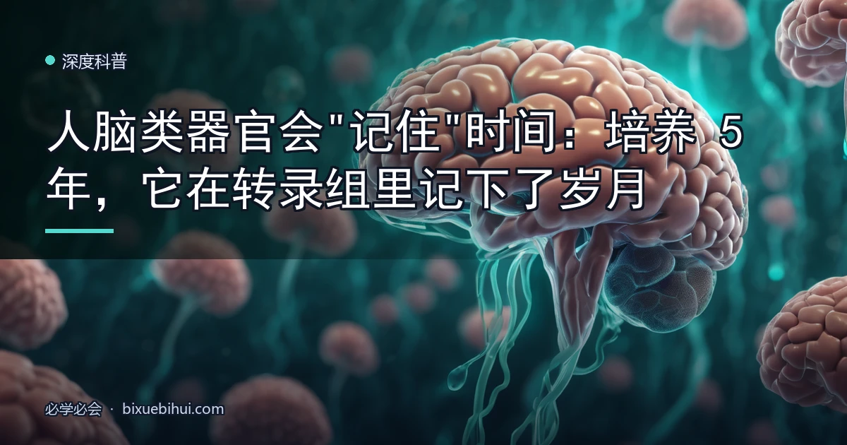 人脑类器官会"记住"时间:培养 5 年,它在转录组里记下了岁月