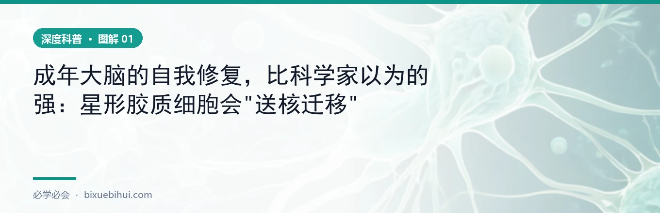 细胞核的长途迁移