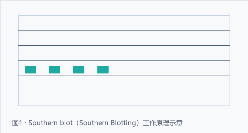 Southern blot示意图