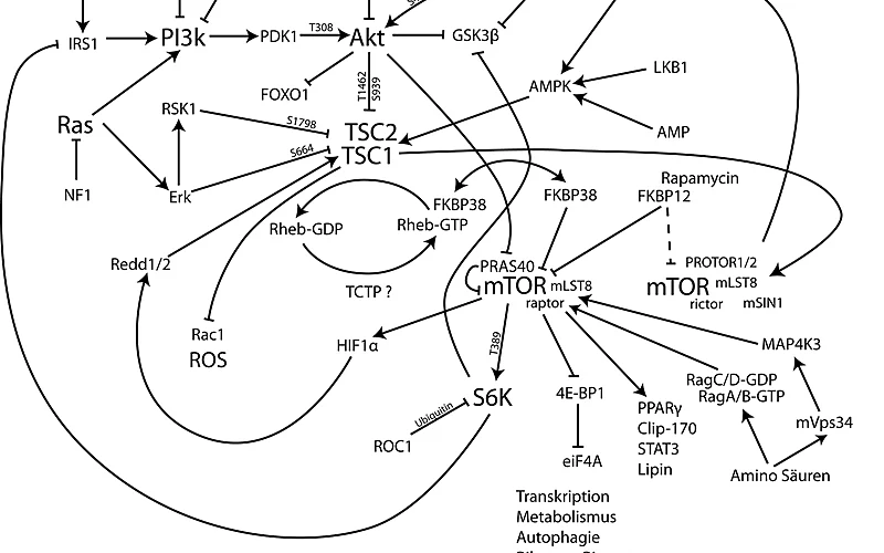 图1：PI3K-AKT-mTOR 信号通路示意