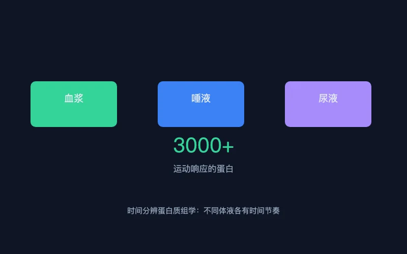 图1：一次急性运动在血浆、唾液、尿液中调动蛋白数量与时序动态的示意