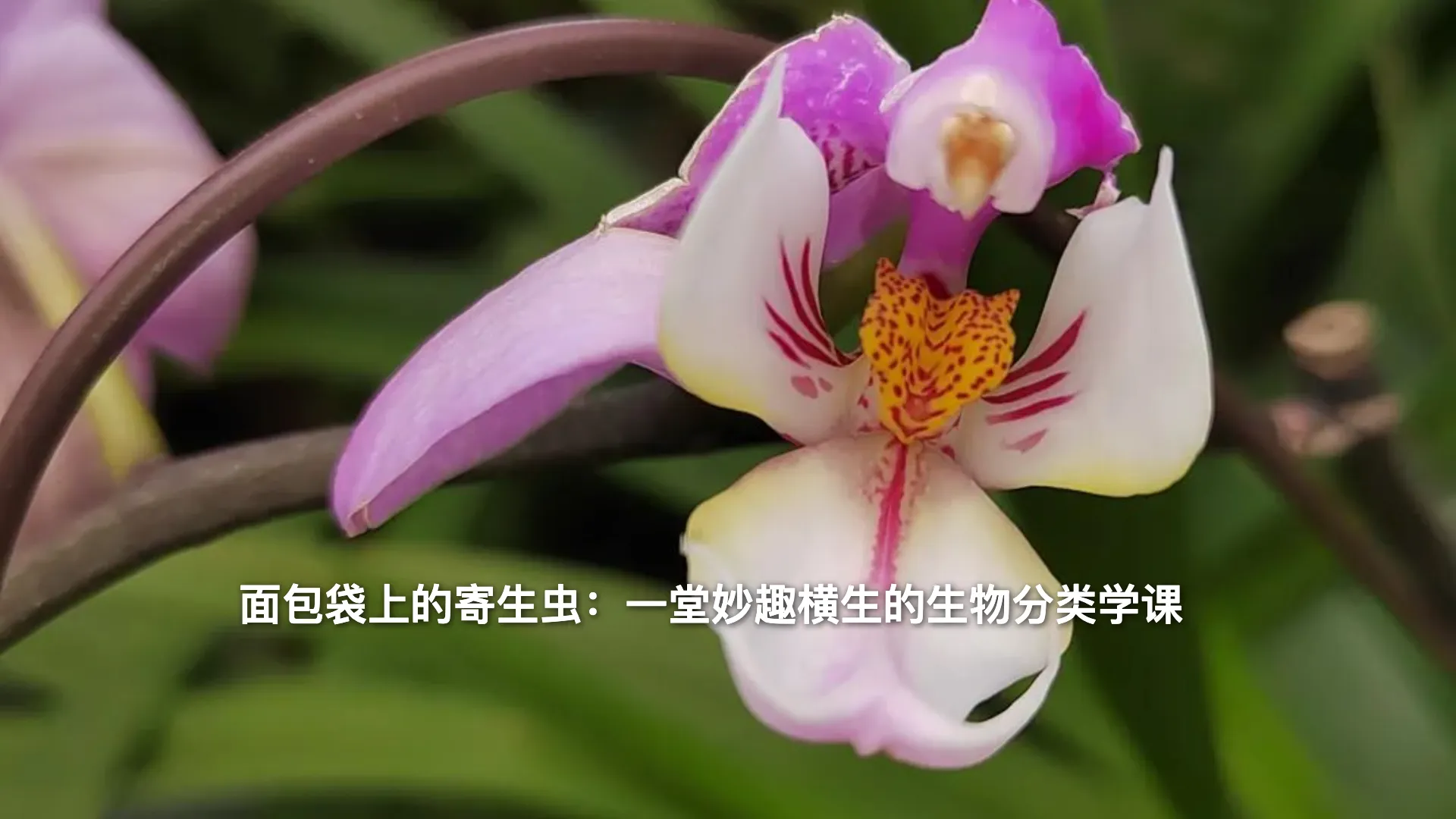 面包袋上的寄生虫:一堂妙趣横生的生物分类学课