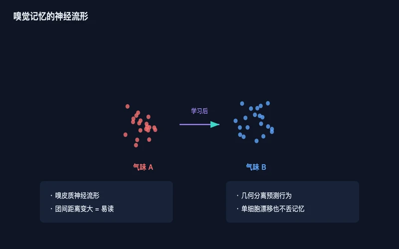 图1：嗅皮质里两类气味的神经流形，学习后团间距离变大，更易被读出