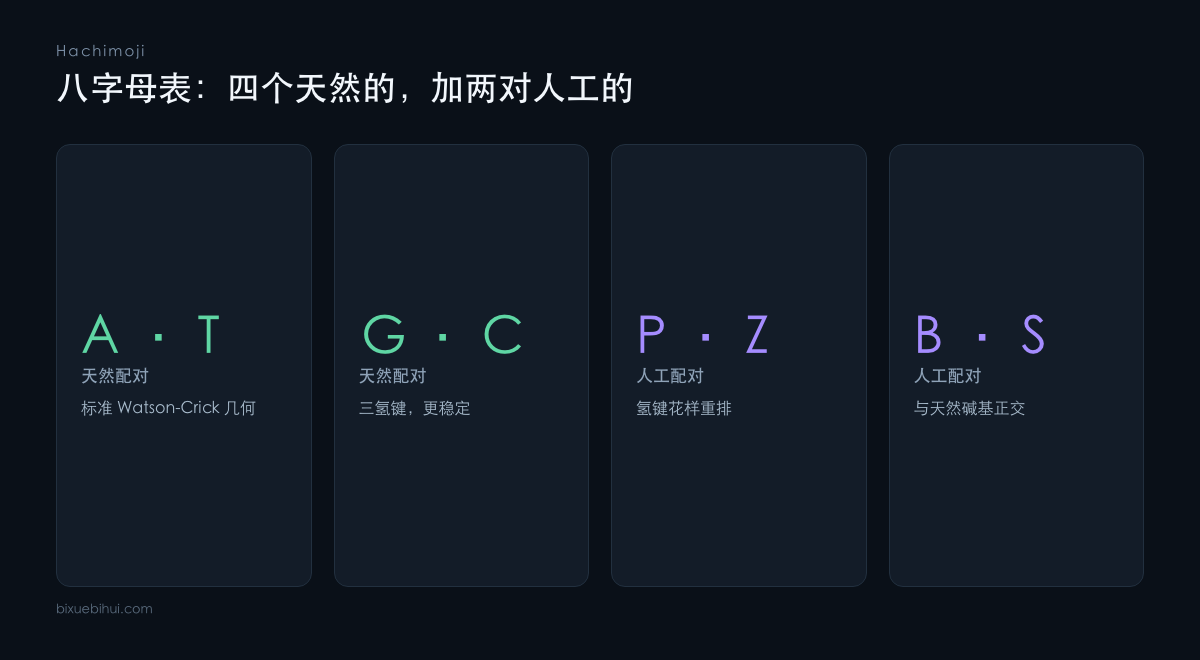 八字母表由四个天然碱基加 P-Z、B-S 两对人工碱基构成