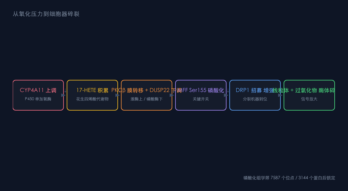 图1:从氧化压力到细胞器碎裂的信号链
