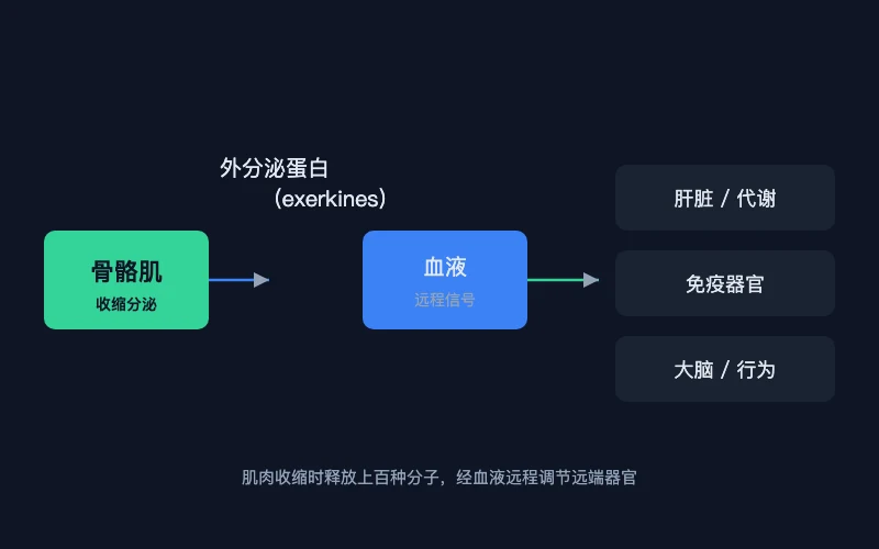 肌肉释放外分泌蛋白的分子路径