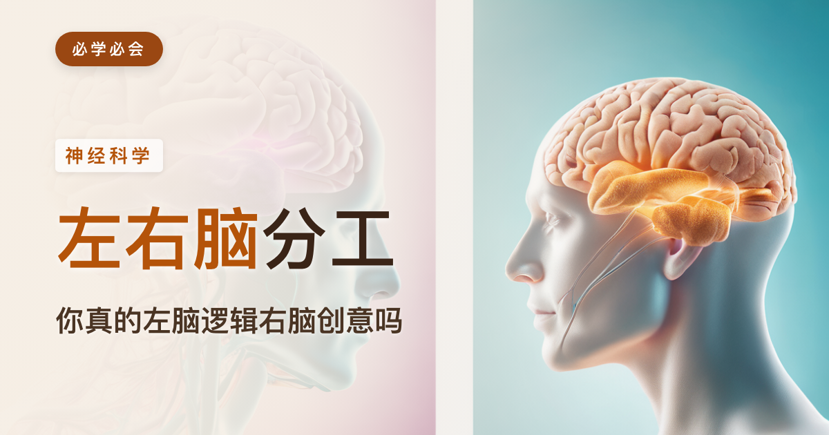 左右脑分工：你真的"左脑逻辑、右脑创意"吗