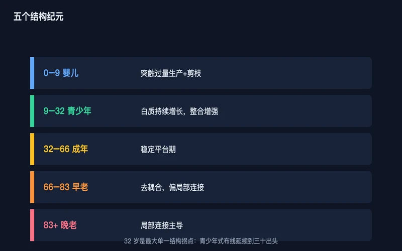 图2：五个结构纪元——从婴儿期突触爆发，到成年稳定，再到老年局部化