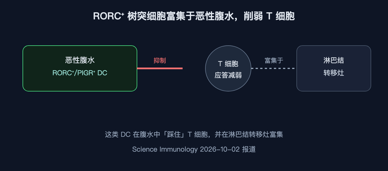 RORC⁺/PIGR⁺ 树突细胞在恶性腹水中富集并抑制 T 细胞，且在淋巴结转移灶中增多