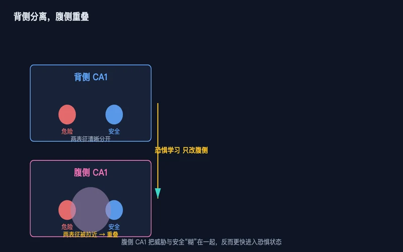 图1：背侧 CA1 让危险/安全表征清晰分离，腹侧 CA1 在恐惧学习后把两者拉近、重叠