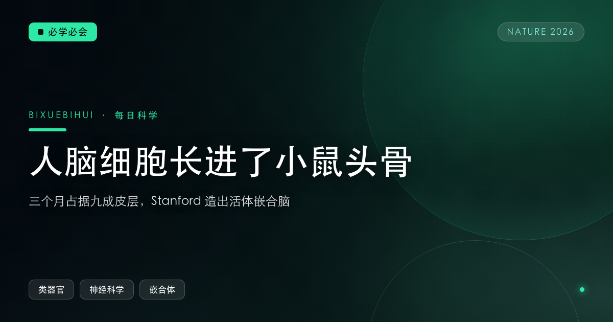 人脑细胞长进了小鼠头骨:三个月占据九成皮层