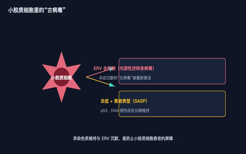 图1：小胶质细胞内 ERV 去抑制→炎症与衰老（SASP）程序被启动