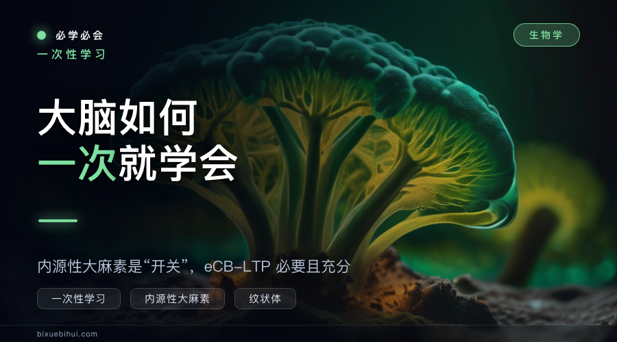 大脑如何一次就学会:内源性大麻素是“开关”