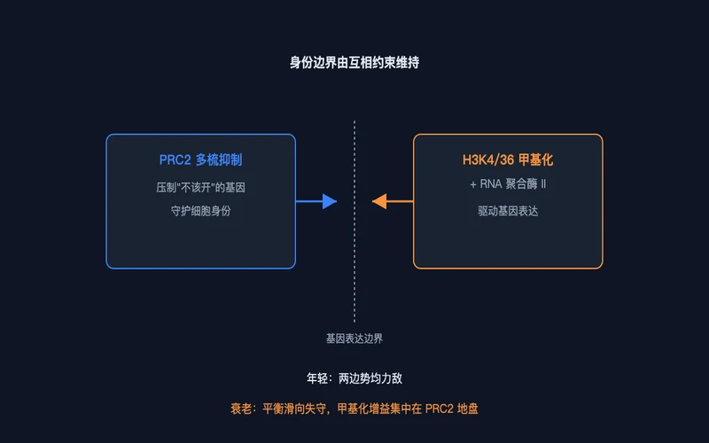 图2：身份边界的拉锯——PRC2 抑制对阵激活系统