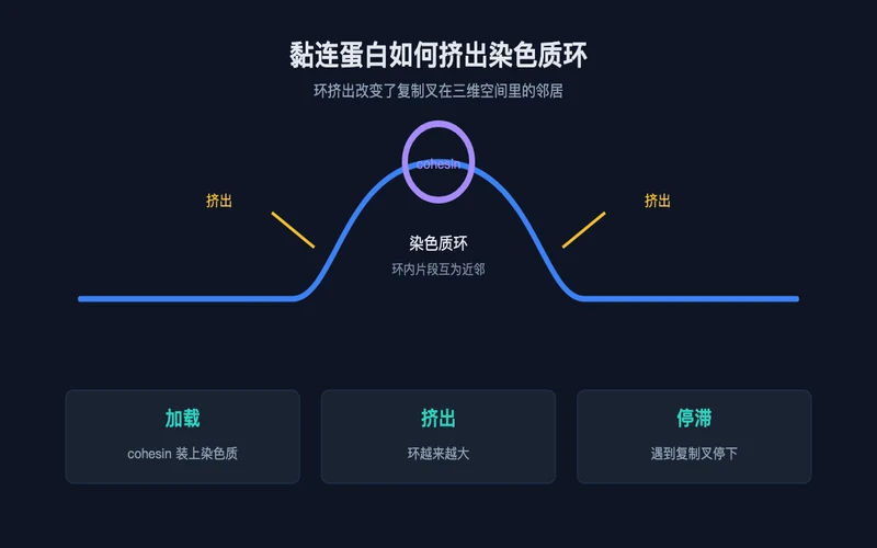 图1：黏连蛋白环挤出示意图