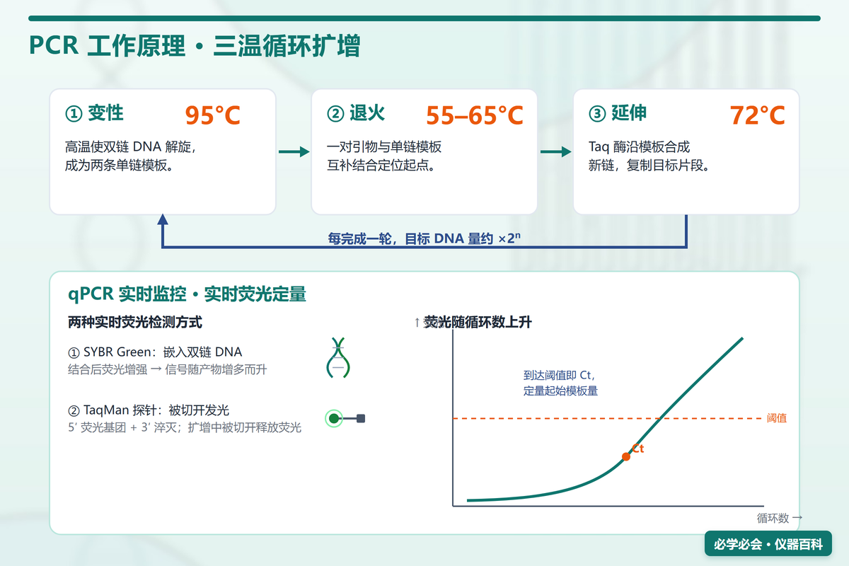 PCR/qPCR 工作原理图：三温循环 + 实时荧光监测与 Ct 值