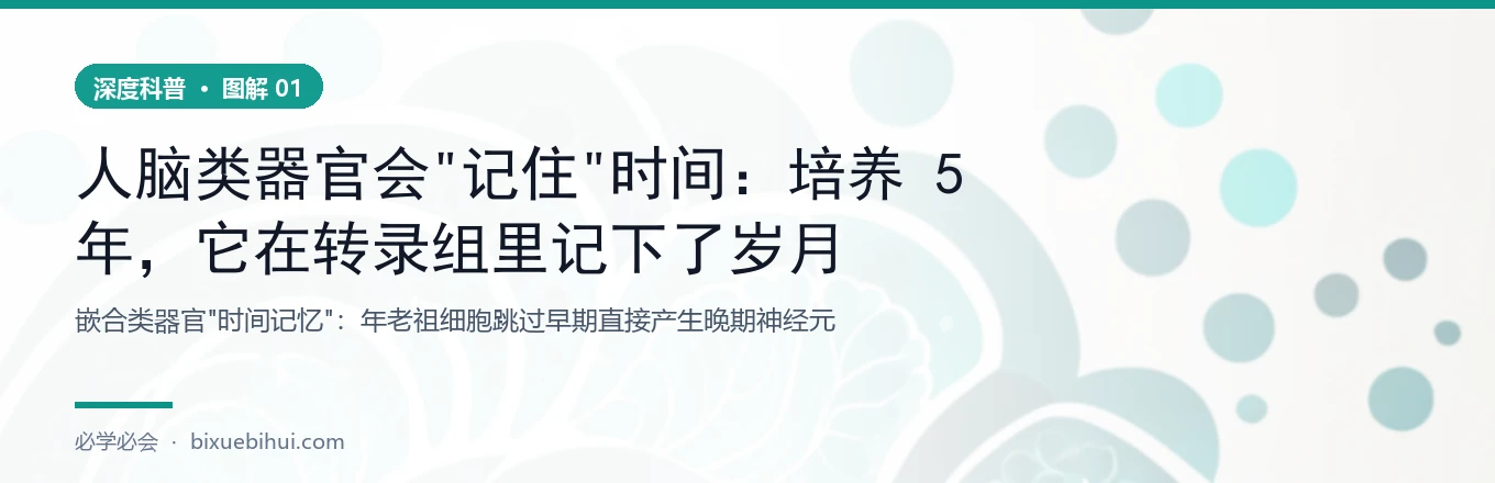 嵌合类器官：祖细胞
