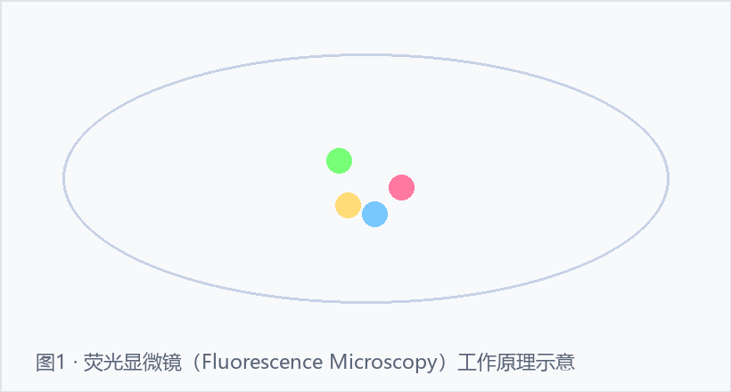 荧光显微镜示意图