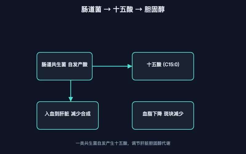 图1：肠道菌群经十五酸调节胆固醇