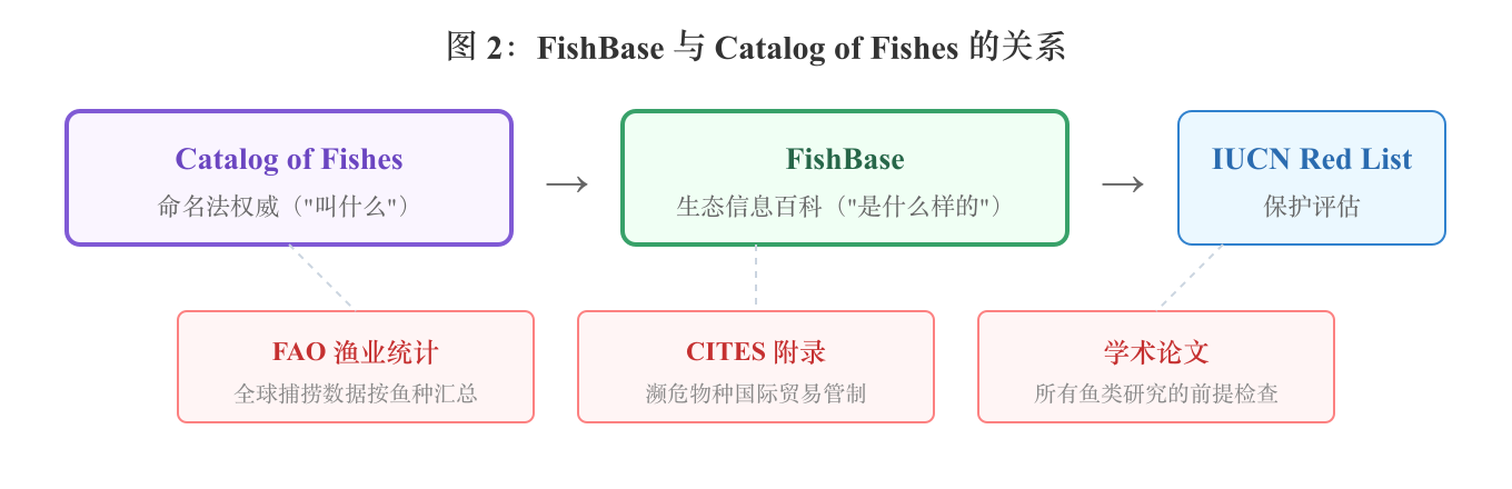 图 2：FishBase 与 Catalog of Fishes 的关系